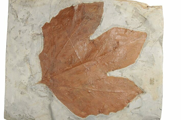 Fossil Sycamore Leaf (Platanus) - Montana #189113